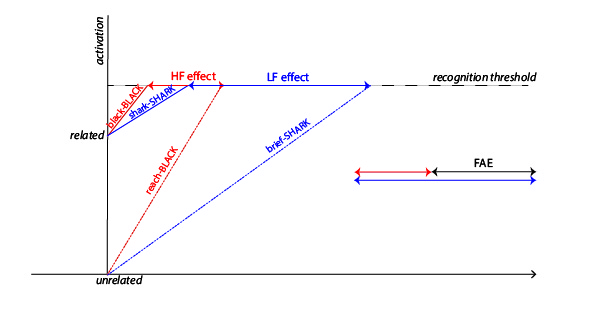 In the interactive activation model, a longer prime presentation increases the initial activation boost of the relative lexical nodes, thus ultimately increasing the size of the FAE.